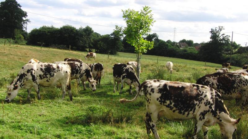 Des vaches normandes dans un pré en Normandie, décor de vie de ferme évoqué par L'amour est dans le pré. © Wikimedia Commons