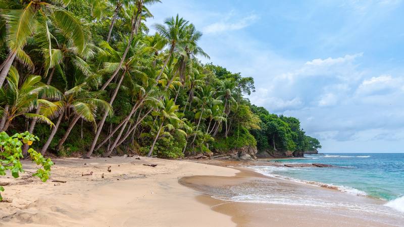 Plage bordée de cocotiers sur une île de l'archipel des Perles, au Panama, lieu de tournage de Koh-Lanta All Stars