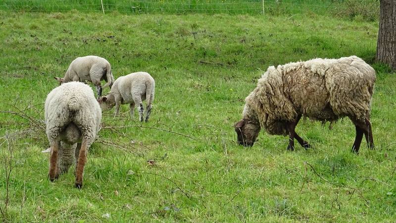 Des moutons au pré dans le Bas-Rhin, décor de campagne évoqué par L'amour est dans le pré. © Wikimedia Commons